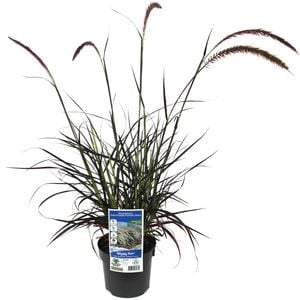 140mm Rubrum Purple Fountain Grass - Pennisetum advena