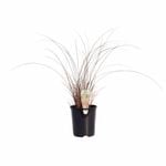 140mm Leatherleaf Sedge - Carex buchananii