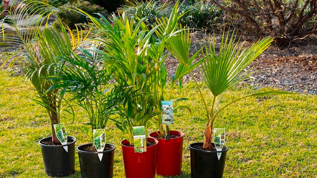 Potted palm tree - the Dypsis lutescens.