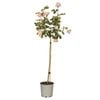 200mm New Release Patio Standard Rose - Rosa species