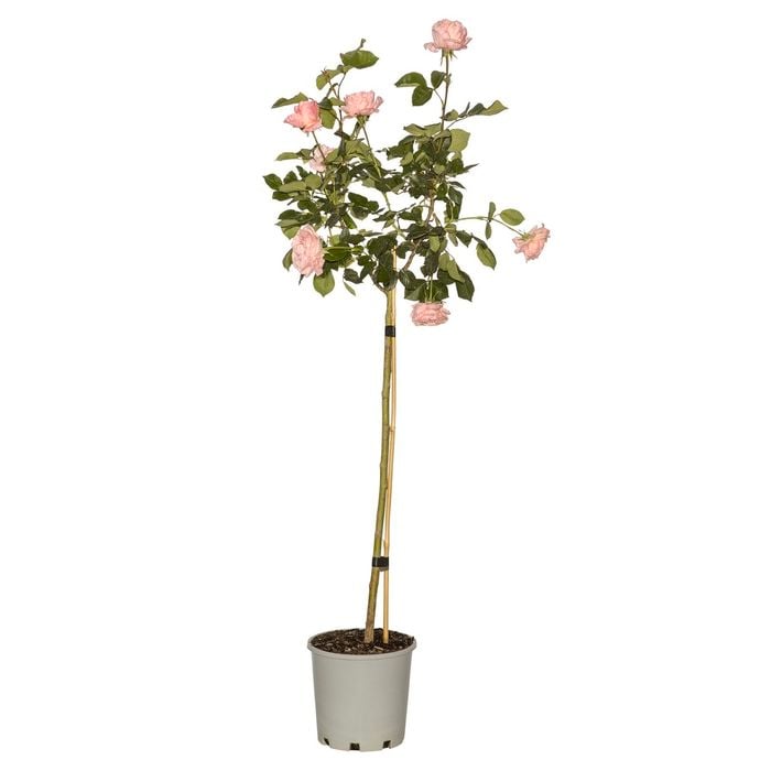 200mm New Release Patio Standard Rose - Rosa species