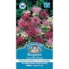 Mr Fothergill's Bergamot Panorama Mix Seeds