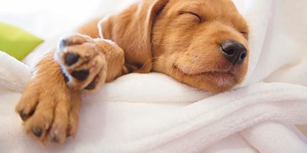A puppy sleeping on a white pet bed.