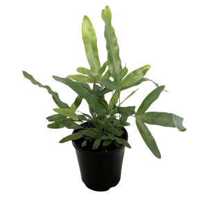 140mm Blue Star Fern - Phlebodium aureum