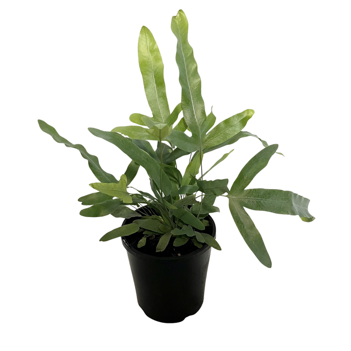 140mm Blue Star Fern - Phlebodium aureum