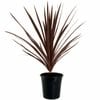 180mm Straps for Gaps 'Red Star' - Cordyline australis