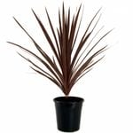 180mm Straps for Gaps 'Red Star' - Cordyline australis