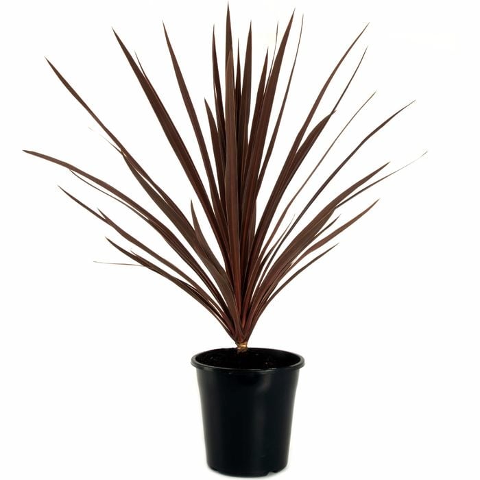 180mm Straps for Gaps 'Red Star' - Cordyline australis