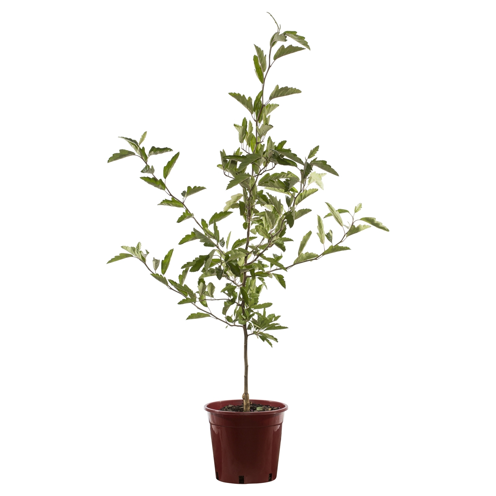 250mm Bechtel Crab Apple - Malus Ioensis Plena