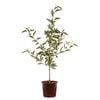 250mm Bechtel Crab Apple - Malus Ioensis Plena