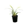 140mm Tas Red - Dianella