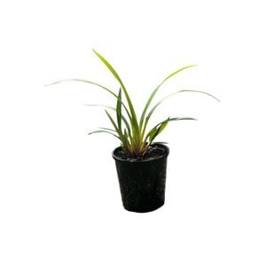 140mm Tas Red - Dianella