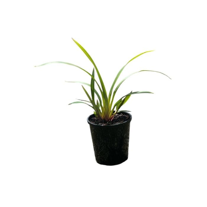140mm Tas Red - Dianella