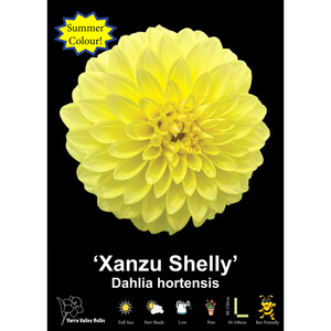 Yarra Valley Bulbs Xanzu Shelly - 1 Pack