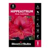 Bloomin Bulbs Hippeastrum Pink Surprise - 1 Pack