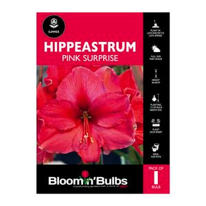 Bloomin Bulbs Hippeastrum Pink Surprise - 1 Pack