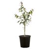 200mm Waterhousea Floribunda