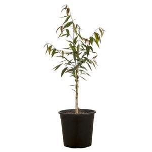 200mm Waterhousea Floribunda