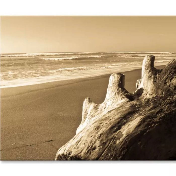 Old Log Driftwood Washed Up on Beach  Print 100% Australian Made 75 x 50cm  (Stretched)