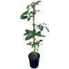 4L NZ Puriri - Vitex Lucens