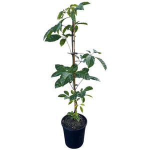 4L NZ Puriri - Vitex Lucens