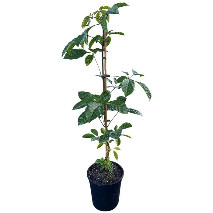 4L NZ Puriri - Vitex Lucens