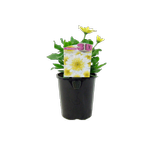 1.5L 3D Lemon Ice - Osteospermum ecklonis
