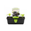 Punnet Lebanese Eggplant - Solanum melongena - Healthy Living Vegetable