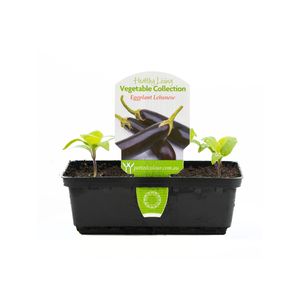 Punnet Lebanese Eggplant - Solanum melongena - Healthy Living Vegetable