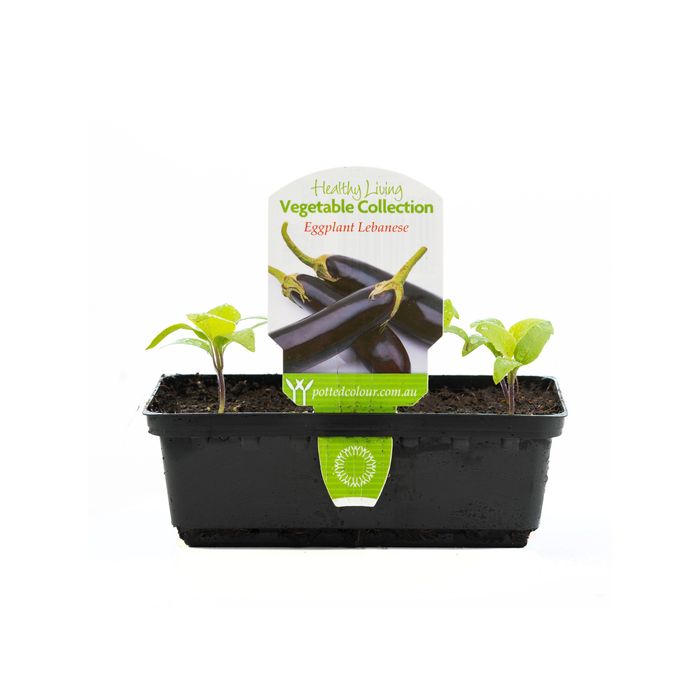 Punnet Lebanese Eggplant - Solanum melongena - Healthy Living Vegetable