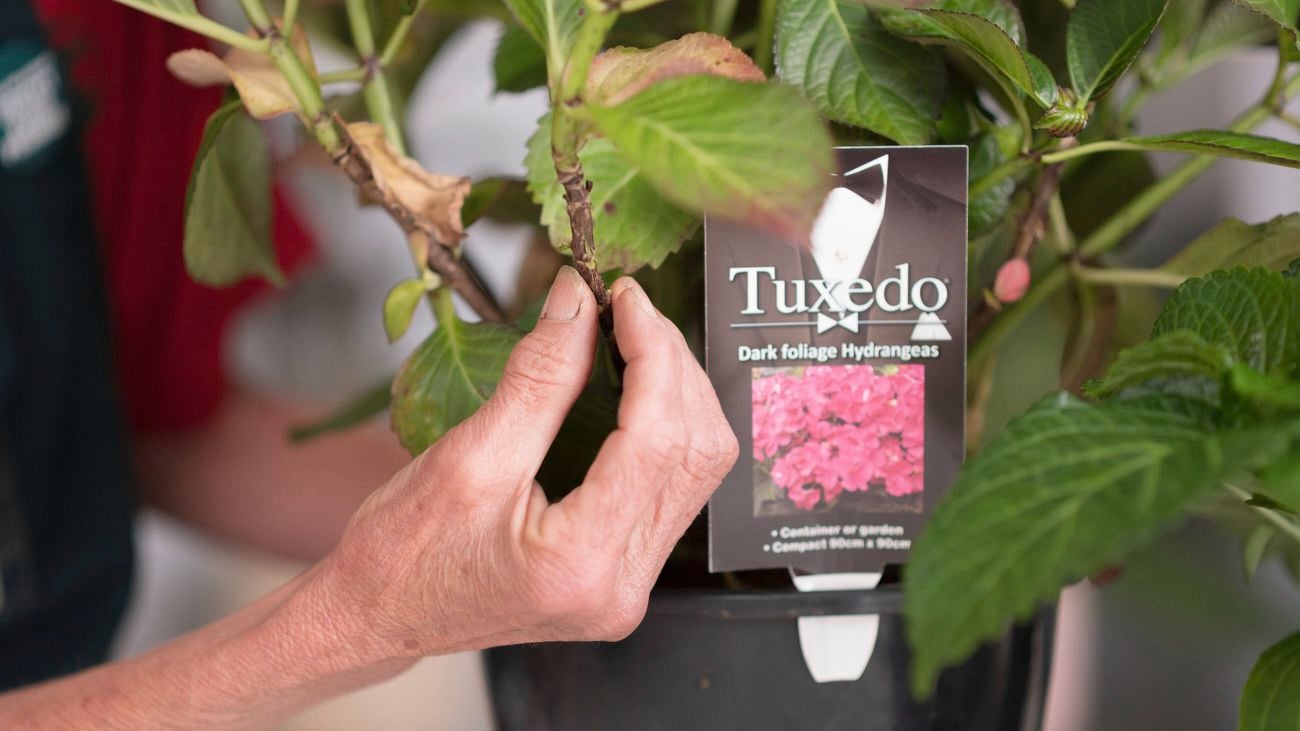 A hand is holding a branch of hydrangea.