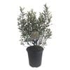 3.5L Hebe Wiri Charm - Hebe