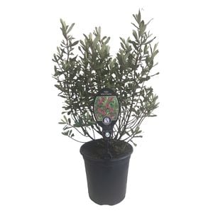 3.5L Hebe Wiri Charm - Hebe