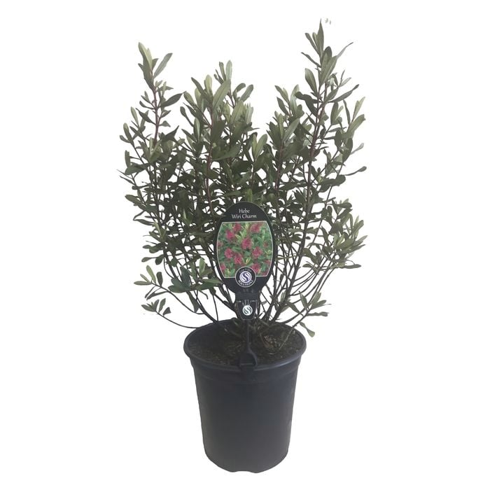 3.5L Hebe Wiri Charm - Hebe