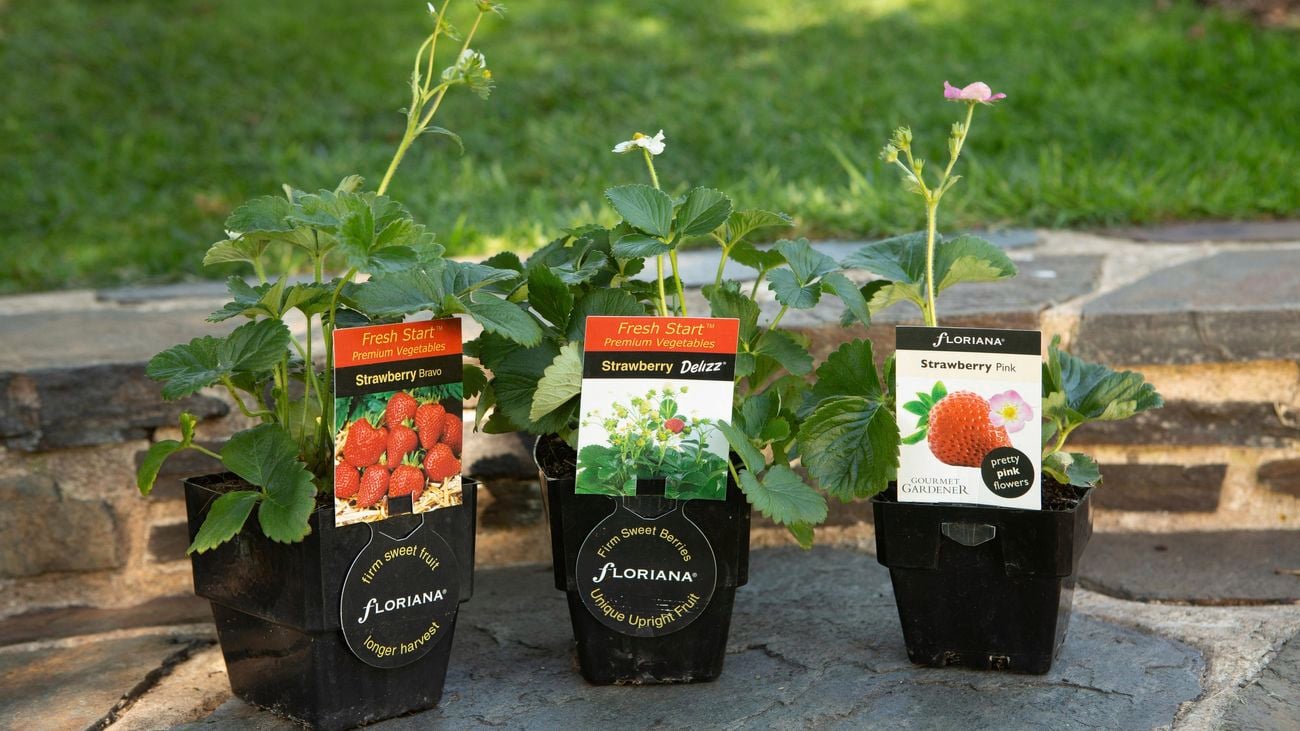 three young potted strawberry plants sitting side by side on a stone step