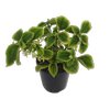 125mm Moon Valley - Pilea involucrata