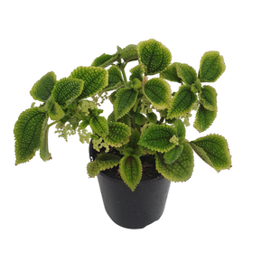 125mm Moon Valley - Pilea involucrata
