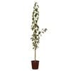 250mm Capital Ornamental Pear - Pyrus calleryana