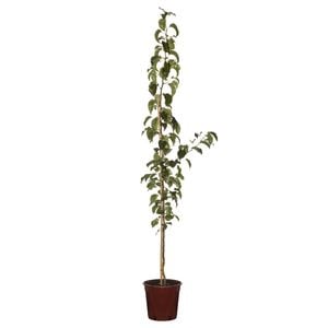 250mm Capital Ornamental Pear - Pyrus calleryana