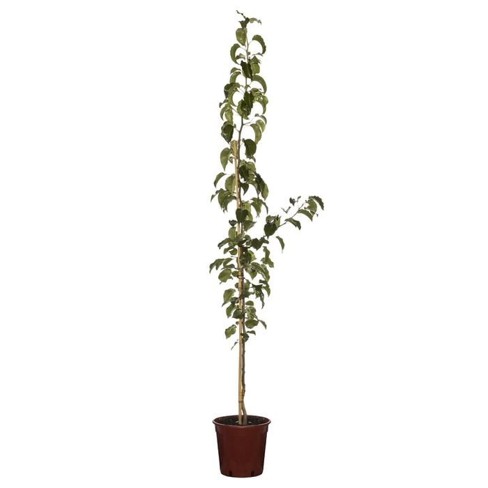 250mm Capital Ornamental Pear - Pyrus calleryana