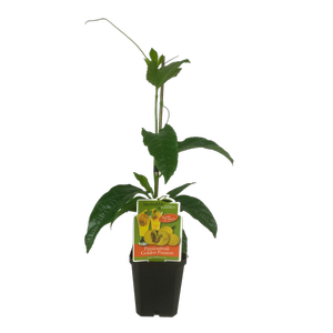 1L Incredible Edibles Range Passionfruit Golden Passion - Passiflora edulis