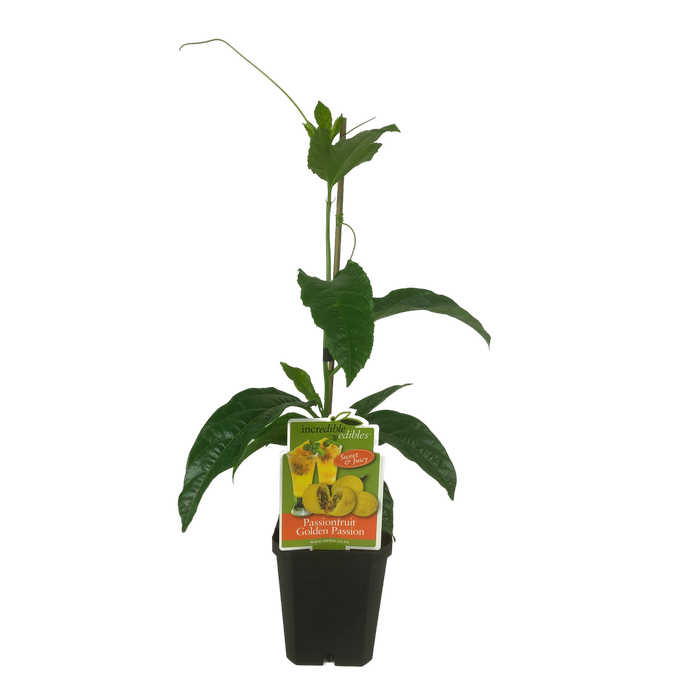 1L Incredible Edibles Range Passionfruit Golden Passion - Passiflora edulis