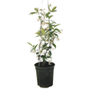 150mm Star Jasmine - Trachelospermum jasminoides