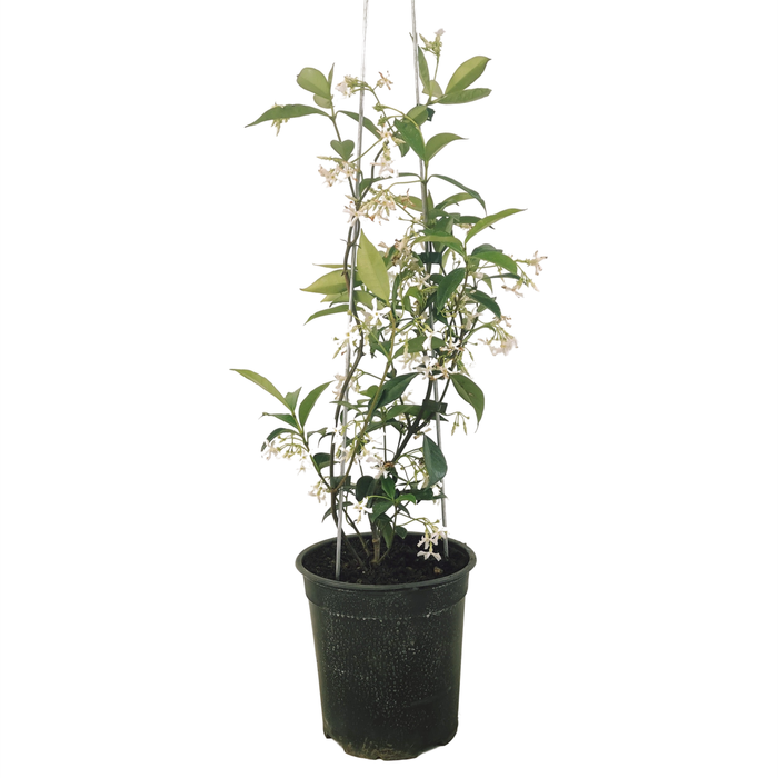 150mm Star Jasmine - Trachelospermum jasminoides