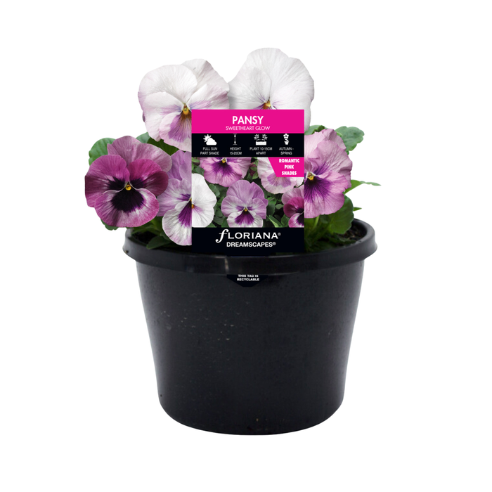 180mm Pansy Sweetheart Glow - Viola wittrockiana