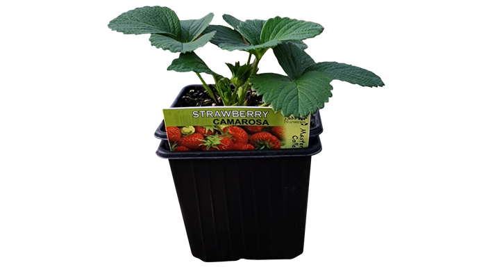 10.5cm Strawberry Camerosa - Fragaria ananassa