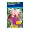 Fiesta Flower Bulbs Iris Germanica Burgemeister Bulb