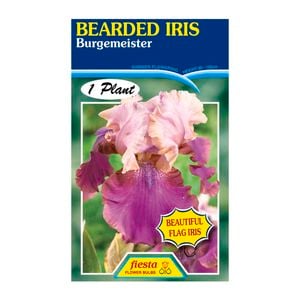 Fiesta Flower Bulbs Iris Germanica Burgemeister Bulb