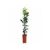 4L Lemon Eureka Dwarf Grafted - Citrus limon