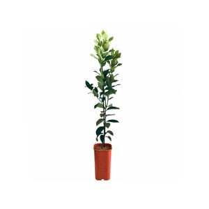 4L Lemon Eureka Dwarf Grafted - Citrus limon